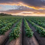 Agricultural field with even rows of potato in the summer time. Growing potatoes. Orange sunset on background